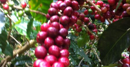 Coffee Cherries for Autobahn Espresso